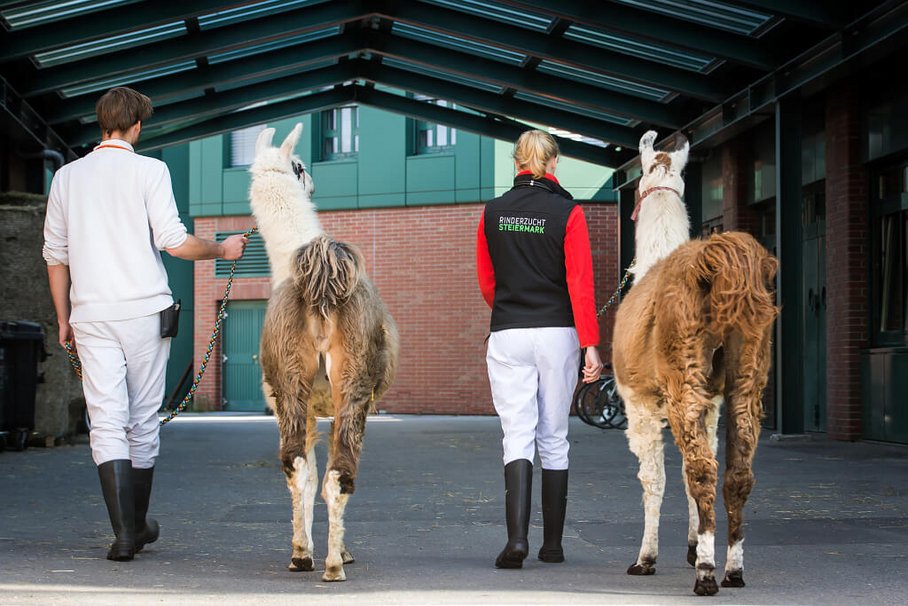 Lamas am Campus der Vetmeduni